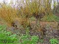 2004-1127coppice